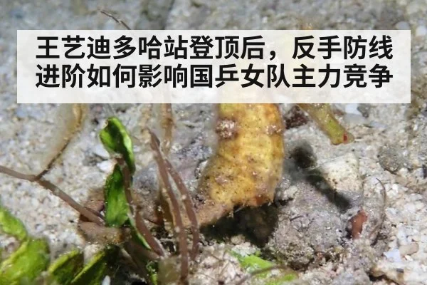 王艺迪多哈站登顶后，反手防线进阶如何影响国乒女队主力竞争